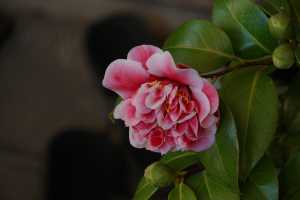 CAMELLIA-JAPONICA (1)